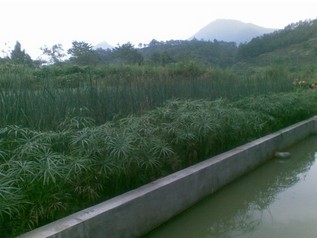 河涌治理及湖泊修復工程